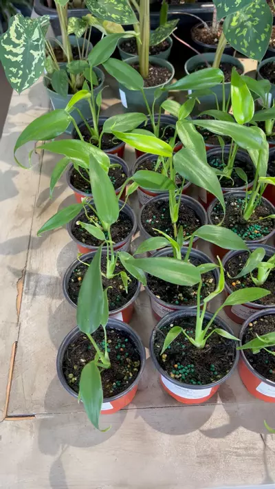 plant/Burle Marx Flame 3.5” - Growers Choice-1-thumbnail