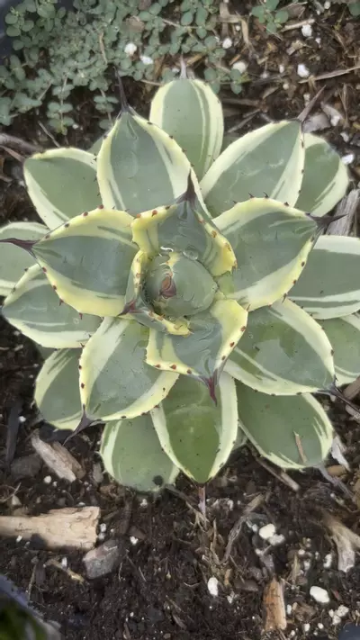 plant/3 glns Agave Applanata-0-thumbnail