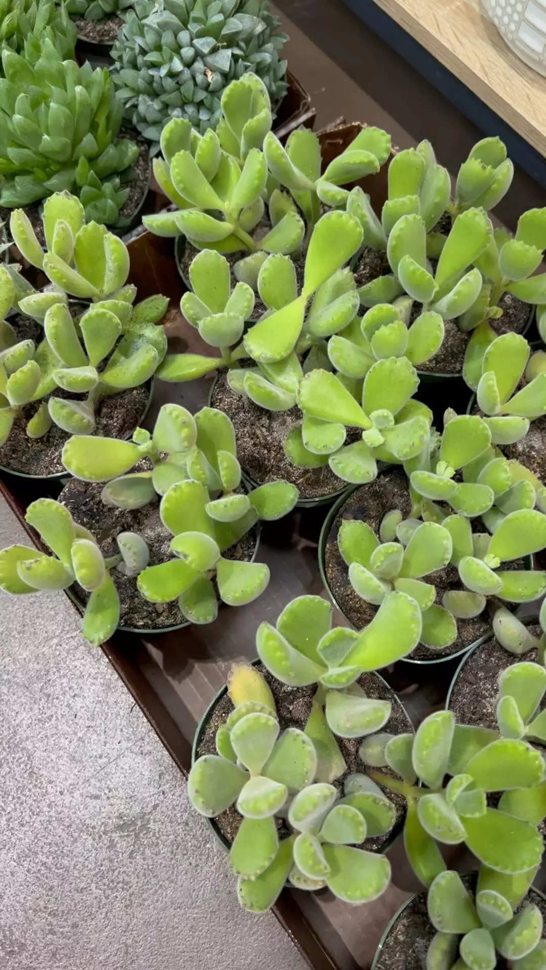 plant/Bear Paw Succulent 4” - Growers Choice-2