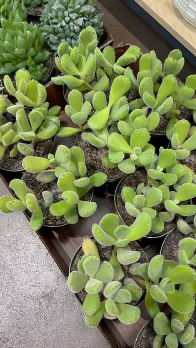 plant/Bear Paw Succulent 4” - Growers Choice-2-thumbnail