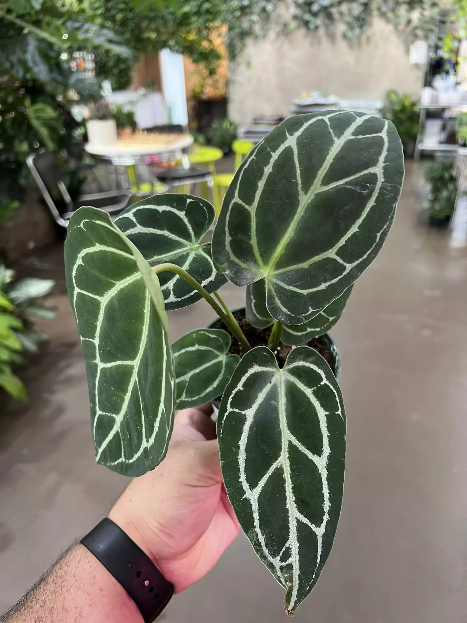 plant/Anthurium Crystallinum 4” - Growers Choice-2