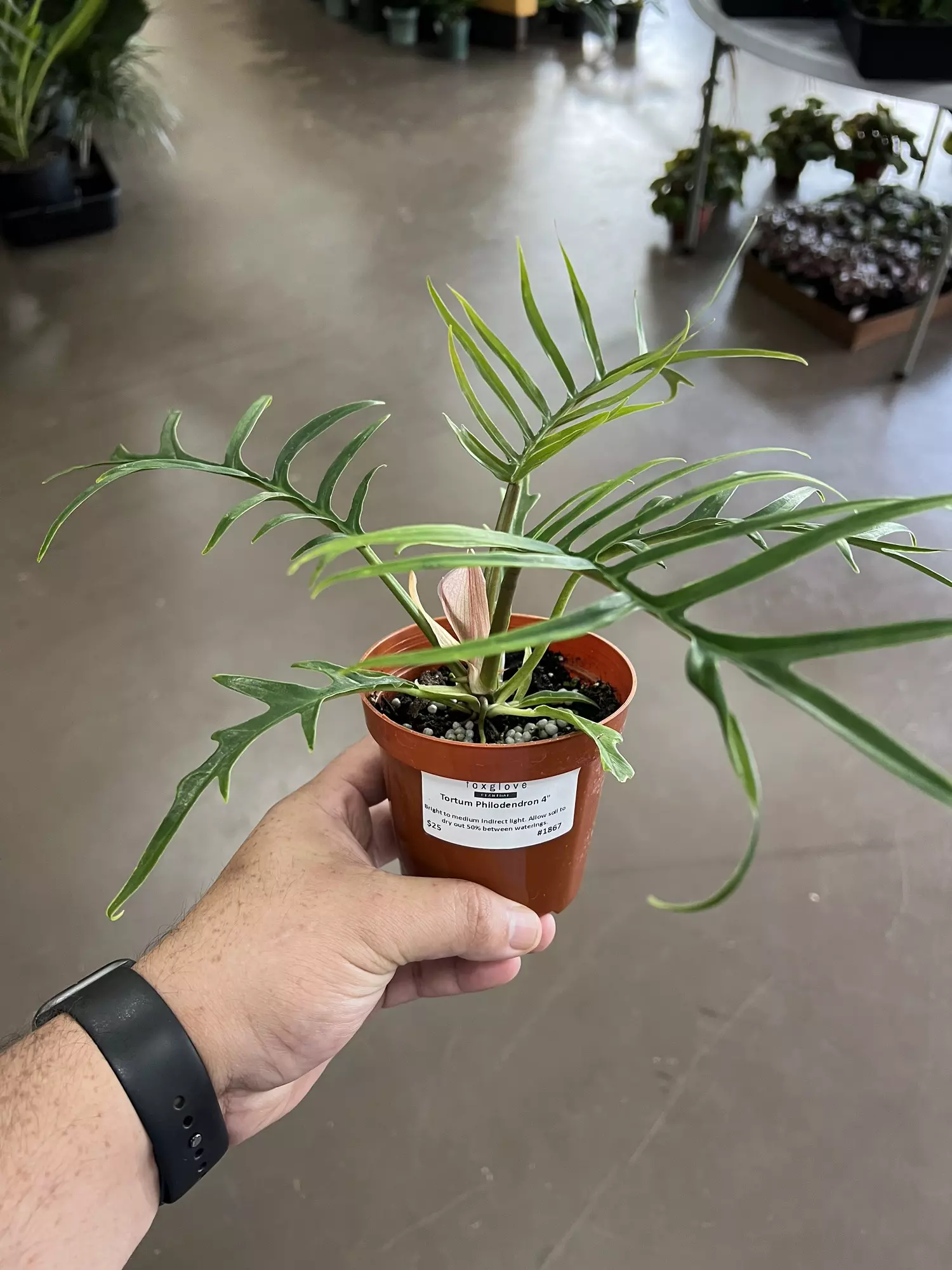 plant/Fortunately Philodendron 4” - Growers Choice-0