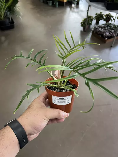 plant/Fortunately Philodendron 4” - Growers Choice-0-thumbnail