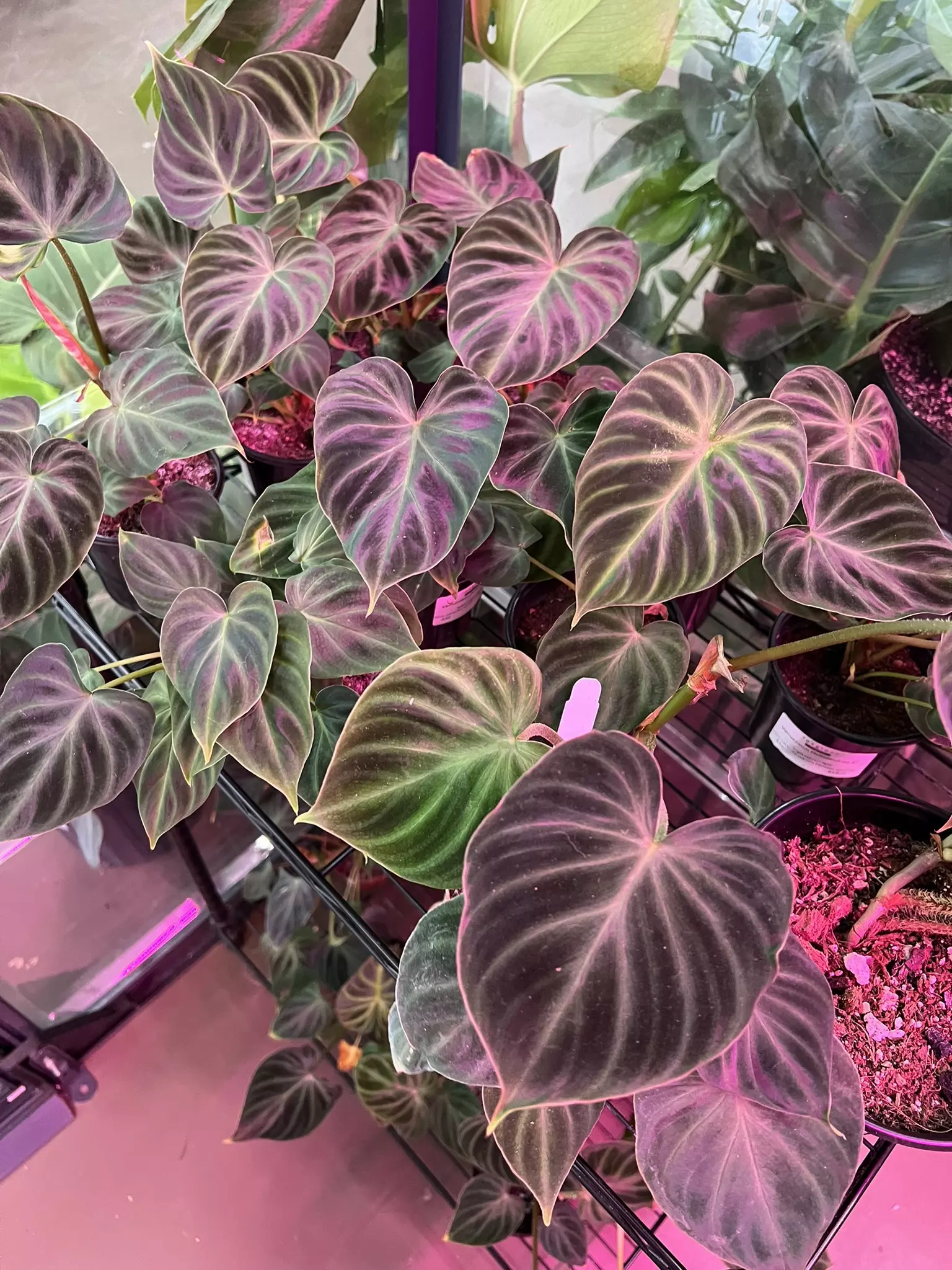 plant/Verrucosum Philodendron 4” - Growers Choice-1