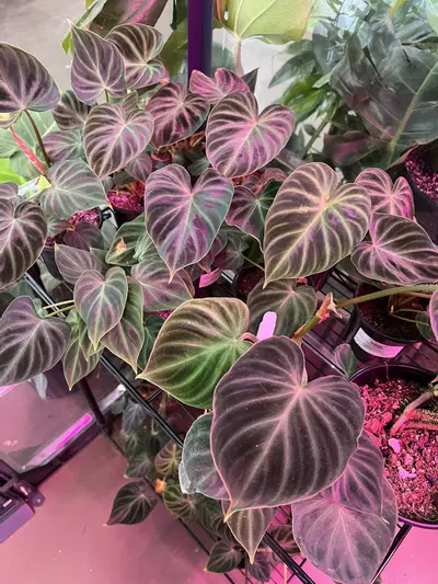 plant/Verrucosum Philodendron 4” - Growers Choice-1-thumbnail