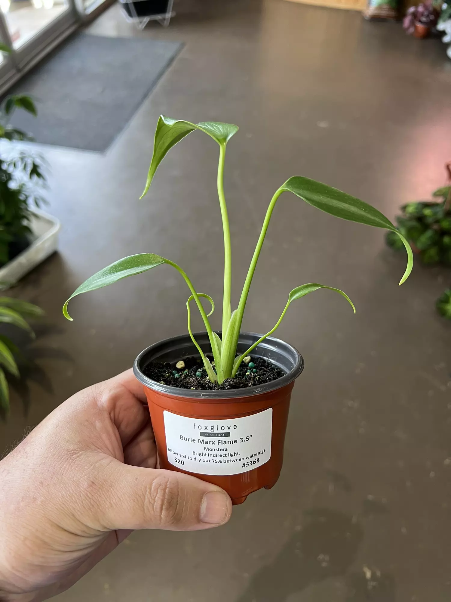 plant/Burle Marx Flame 3.5” - Growers Choice-0