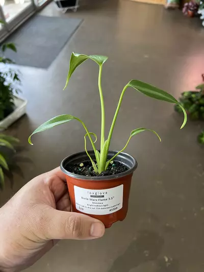 plant/Burle Marx Flame 3.5” - Growers Choice-0-thumbnail