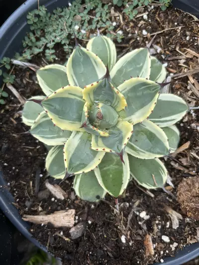 plant/3 glns Agave Applanata-1-thumbnail