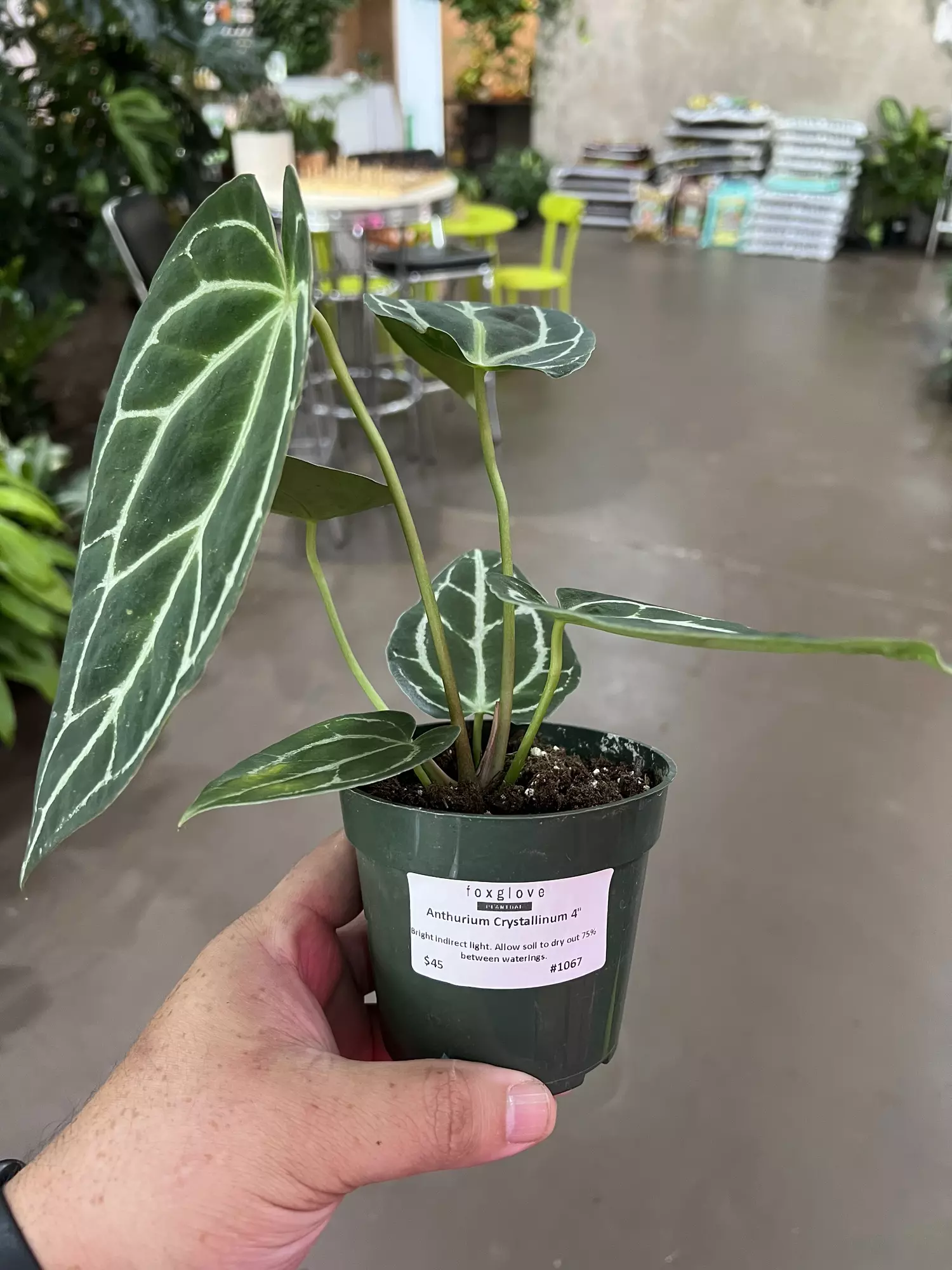 plant/Anthurium Crystallinum 4” - Growers Choice-0