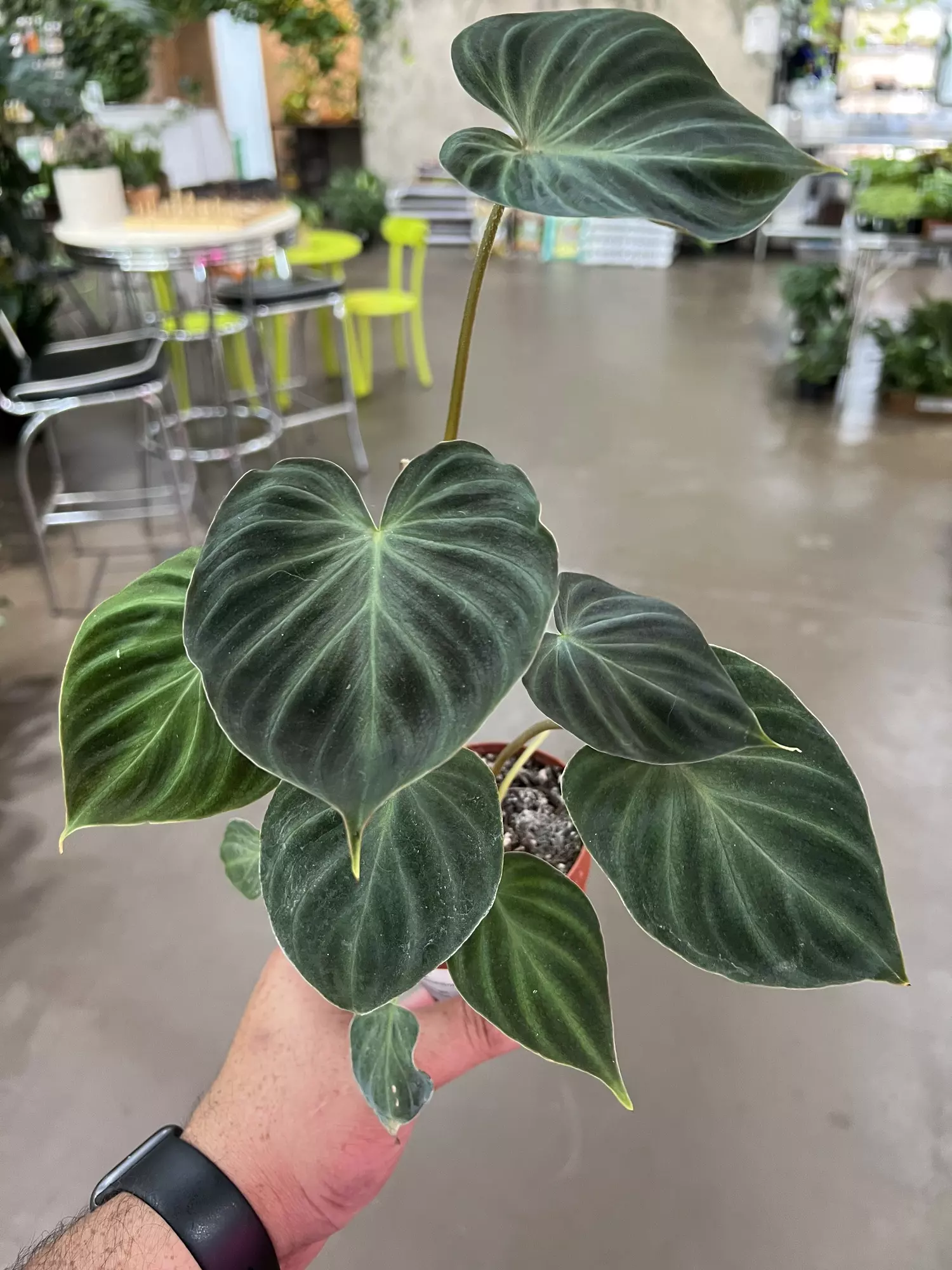 plant/Verrucosum Philodendron 4” - Growers Choice-0
