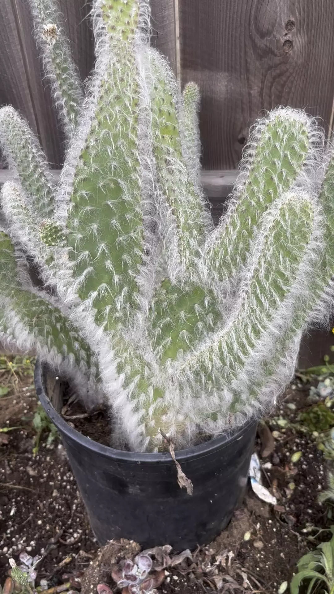 plant/5 glns Opuntia snow ❄️-0