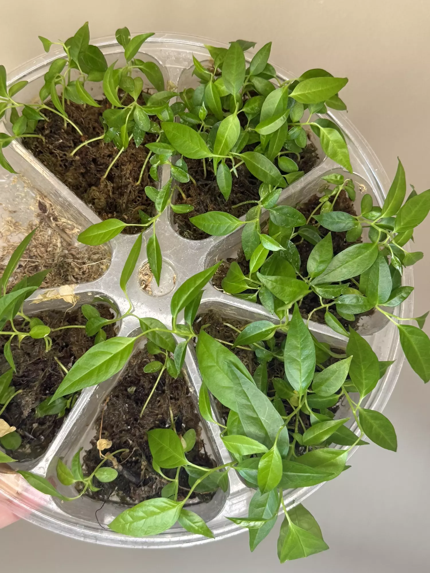 plant/H. Papaschonii seedling-0