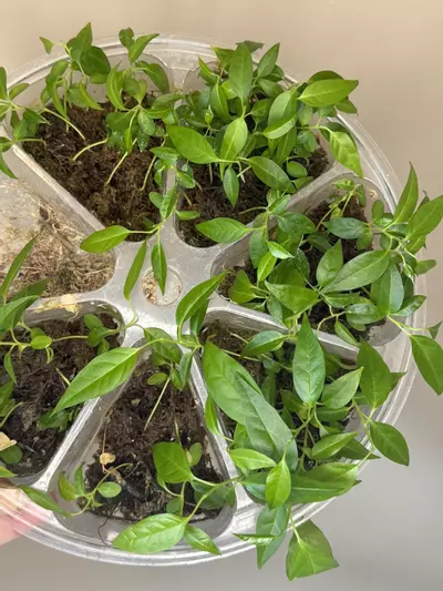 plant/H. Papaschonii seedling-0-thumbnail