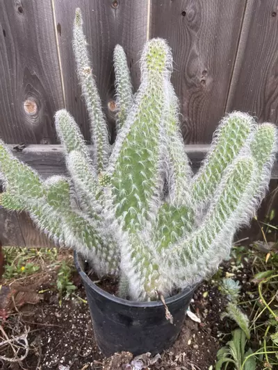 plant/5 glns Opuntia snow ❄️-1-thumbnail