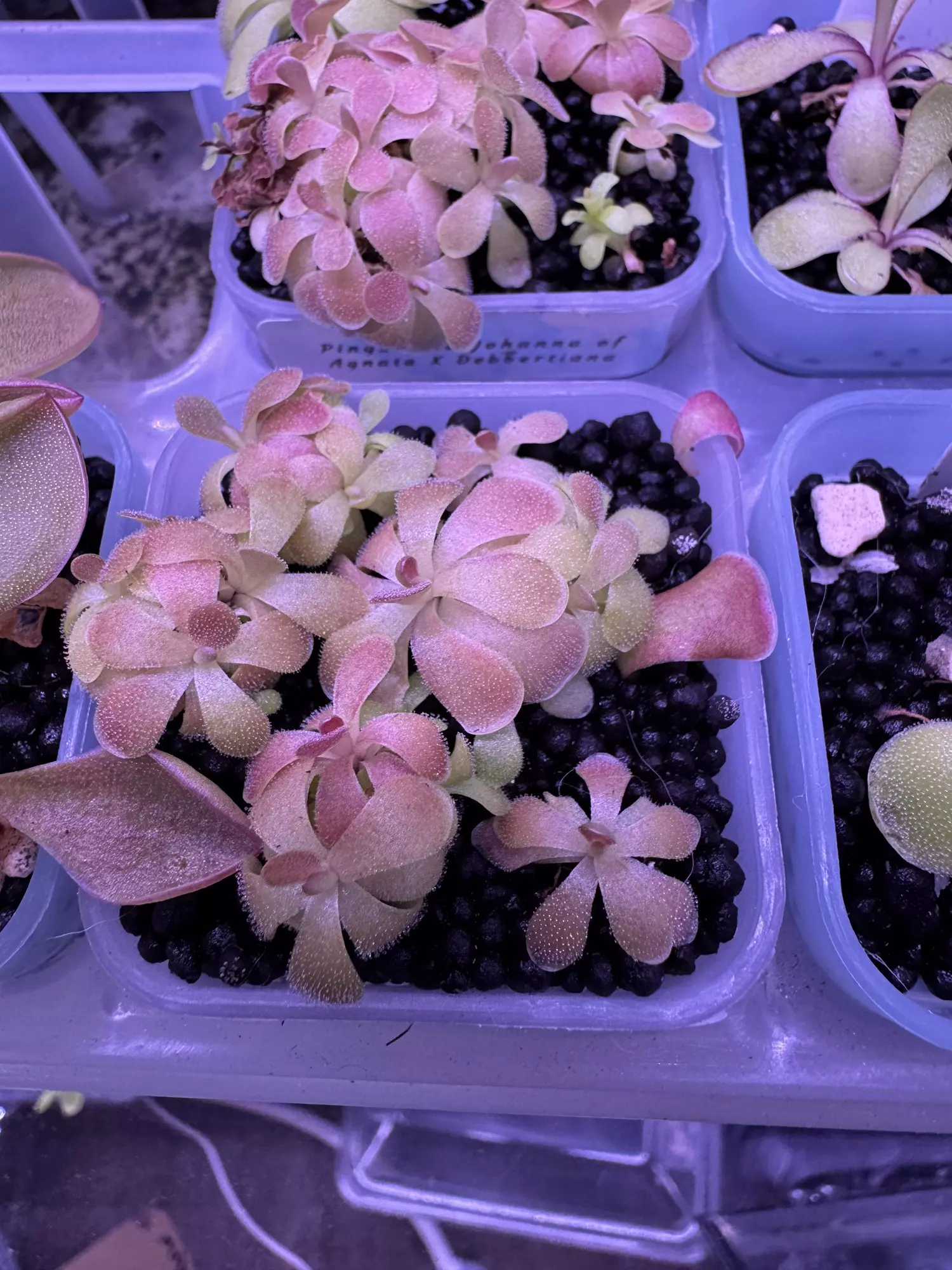 plant/Small Johanna-0