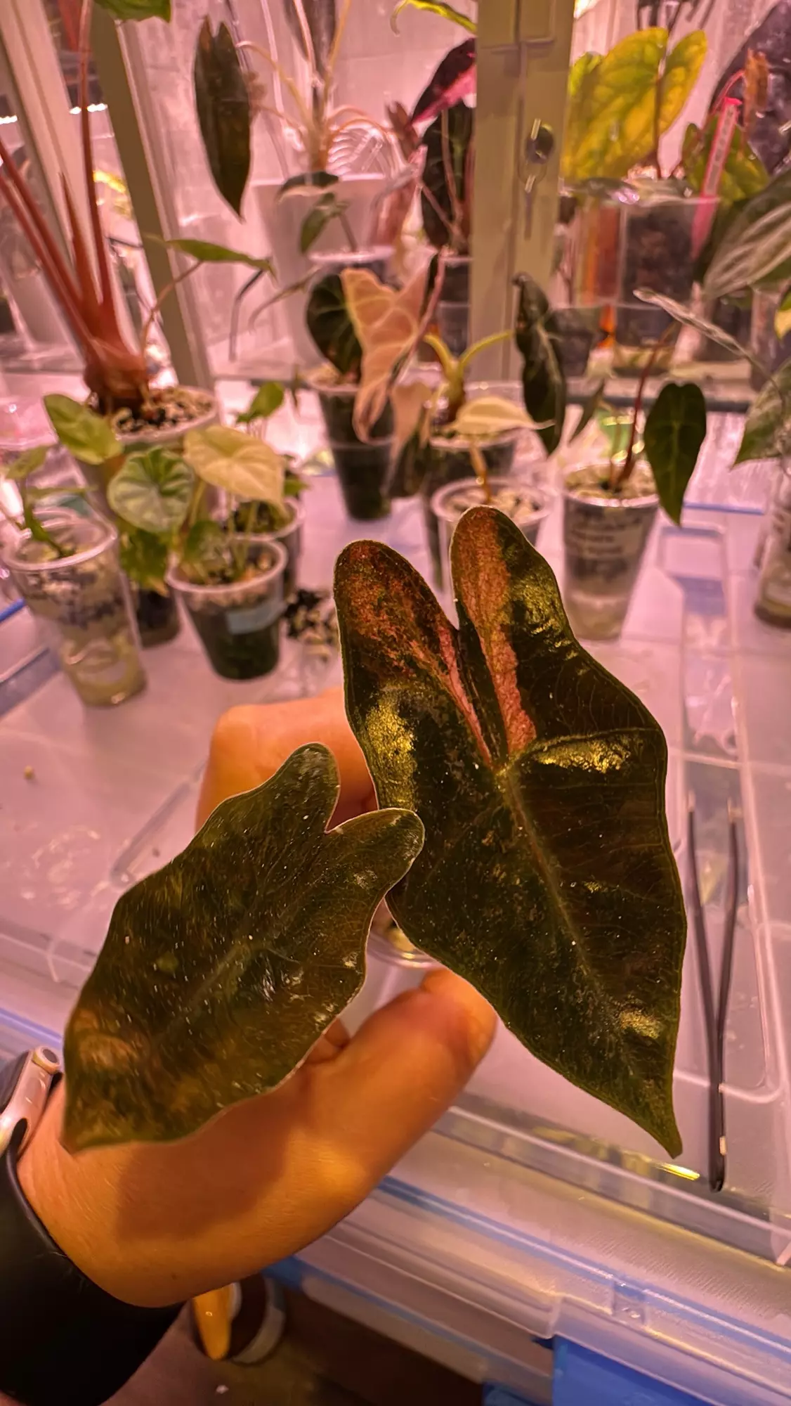 plant/Sandariana pink pseudo -0