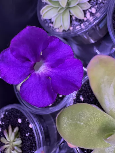 plant/1 L ping soil-0-thumbnail