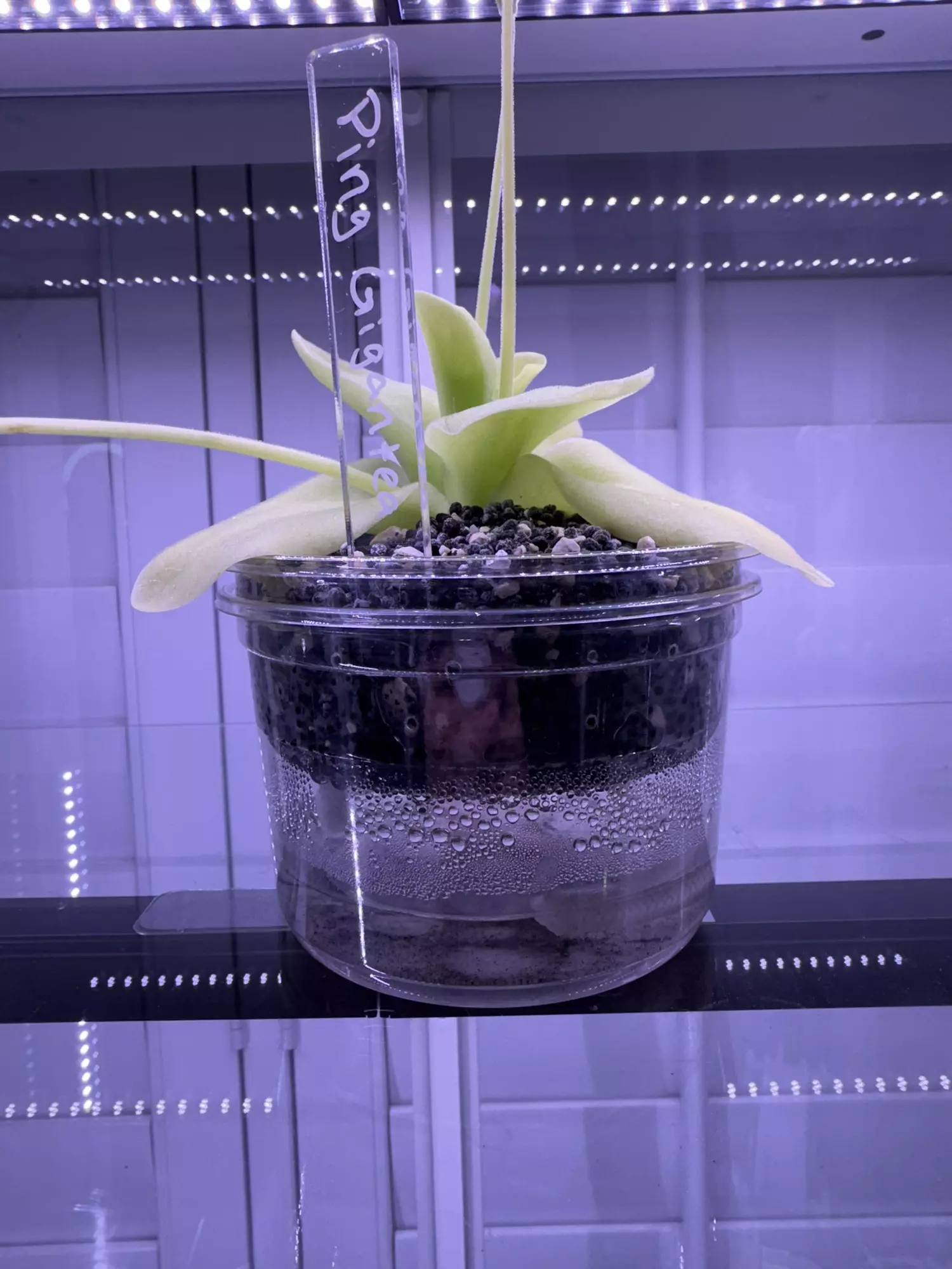 plant/Ping self watering pot-0