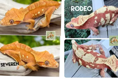 plant/RED PHANTOM-1-thumbnail