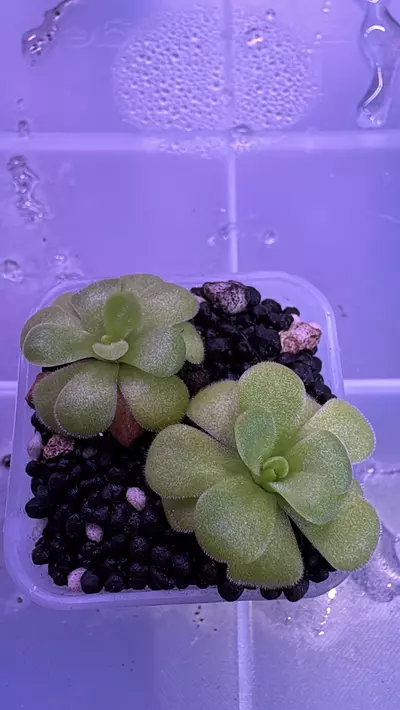 plant/Martinezii-0-thumbnail