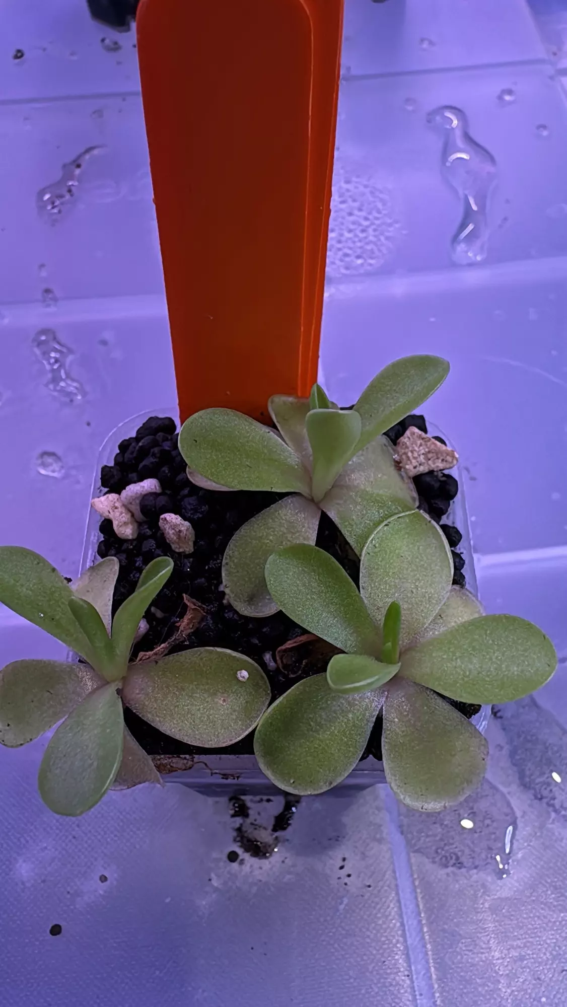 plant/Razzberry blonde these guys have amazing flowers!-0