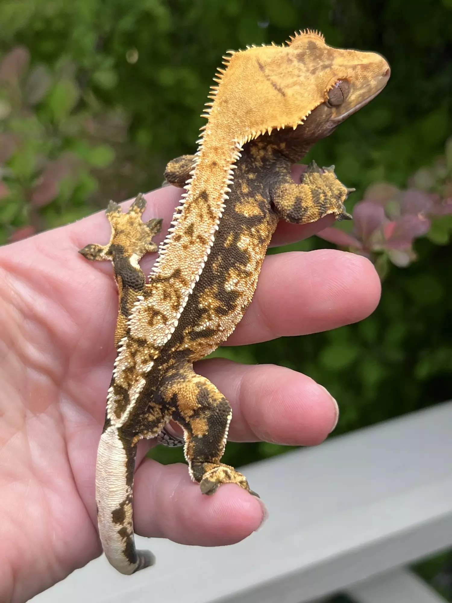 plant/ROMAN - Nice Extreme Pin Male - daaaaang!!-0