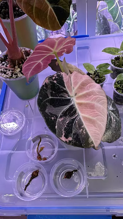 plant/Pink black velvet CORM ONLY-0-thumbnail