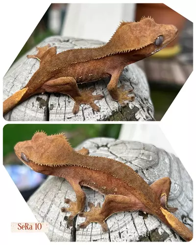 plant/RED PHANTOM-0-thumbnail