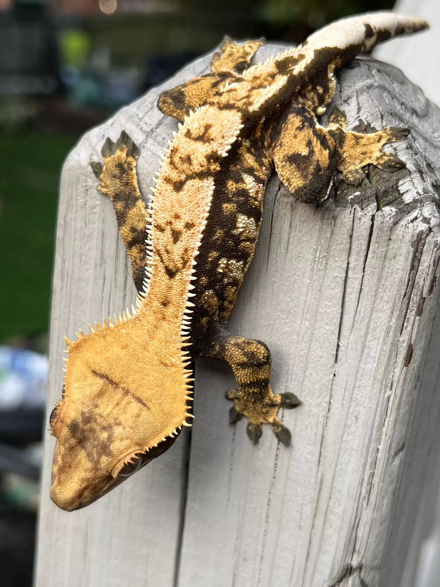 plant/ROMAN - Nice Extreme Pin Male - daaaaang!!-1