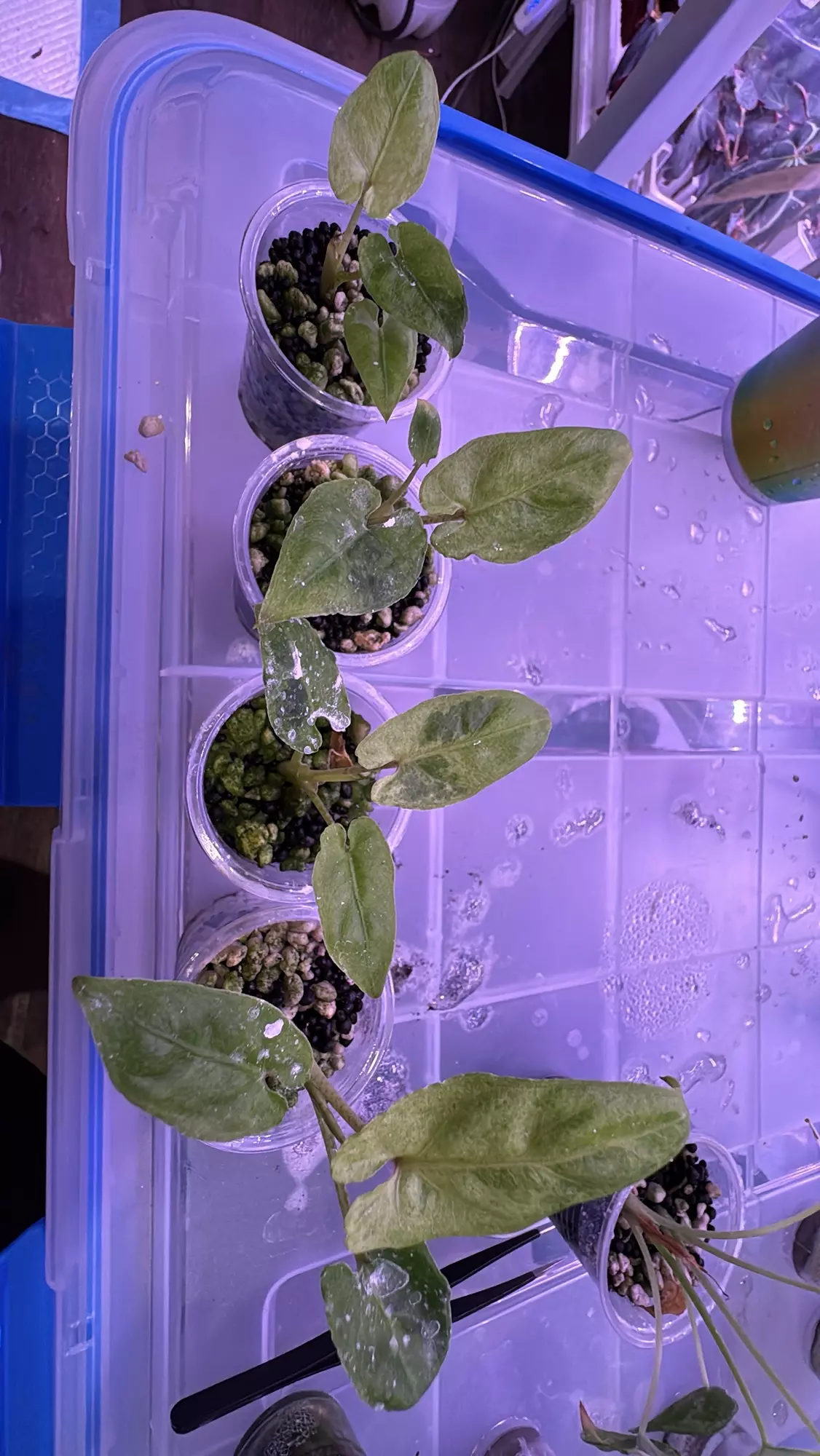 plant/Lauterbachiana mint pups corm grown-0