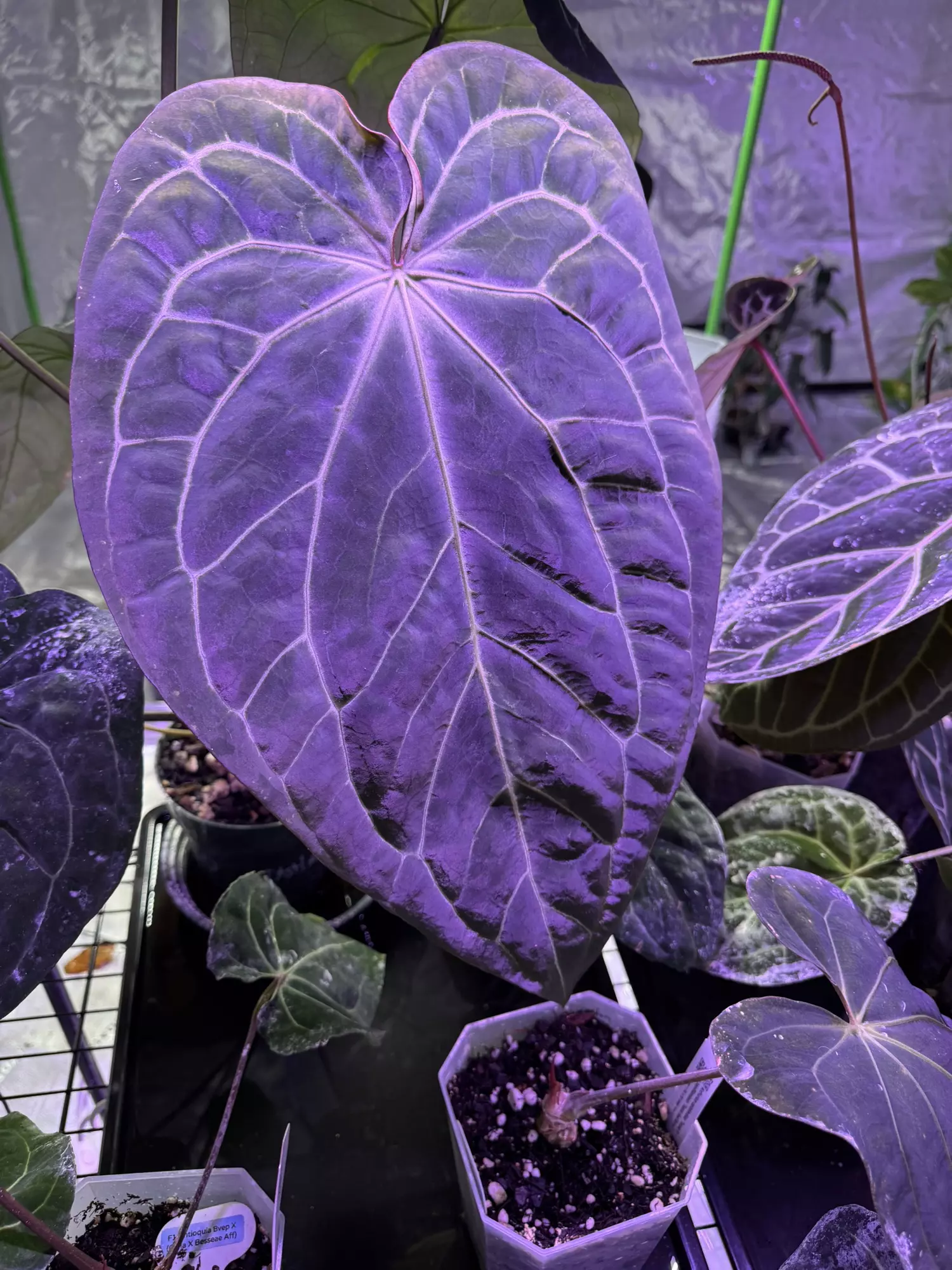 plant/Tezula Carla Bess x AOS X Self-0