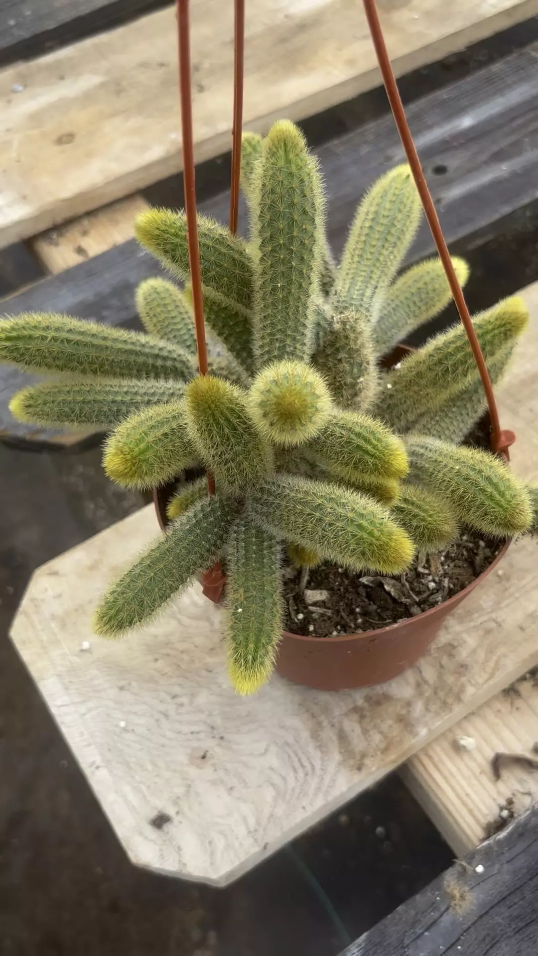 plant/6” Rat 🐀 tails-0