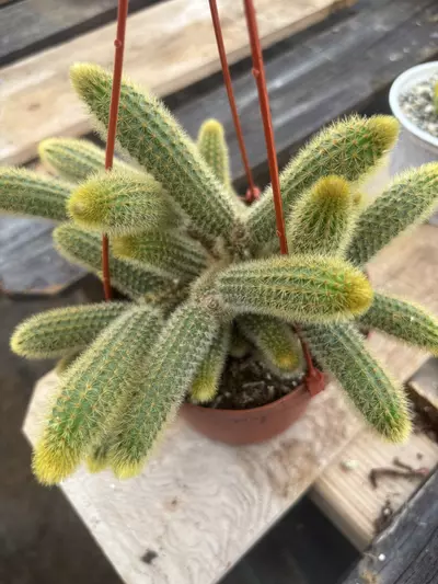 plant/6” Rat 🐀 tails-1-thumbnail