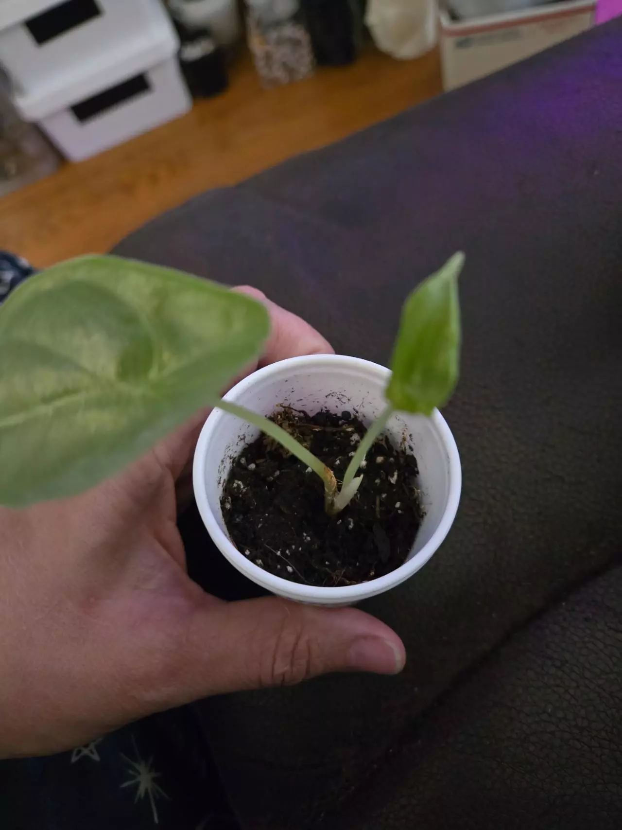 plant/Alocasia Puncak borneensis-1
