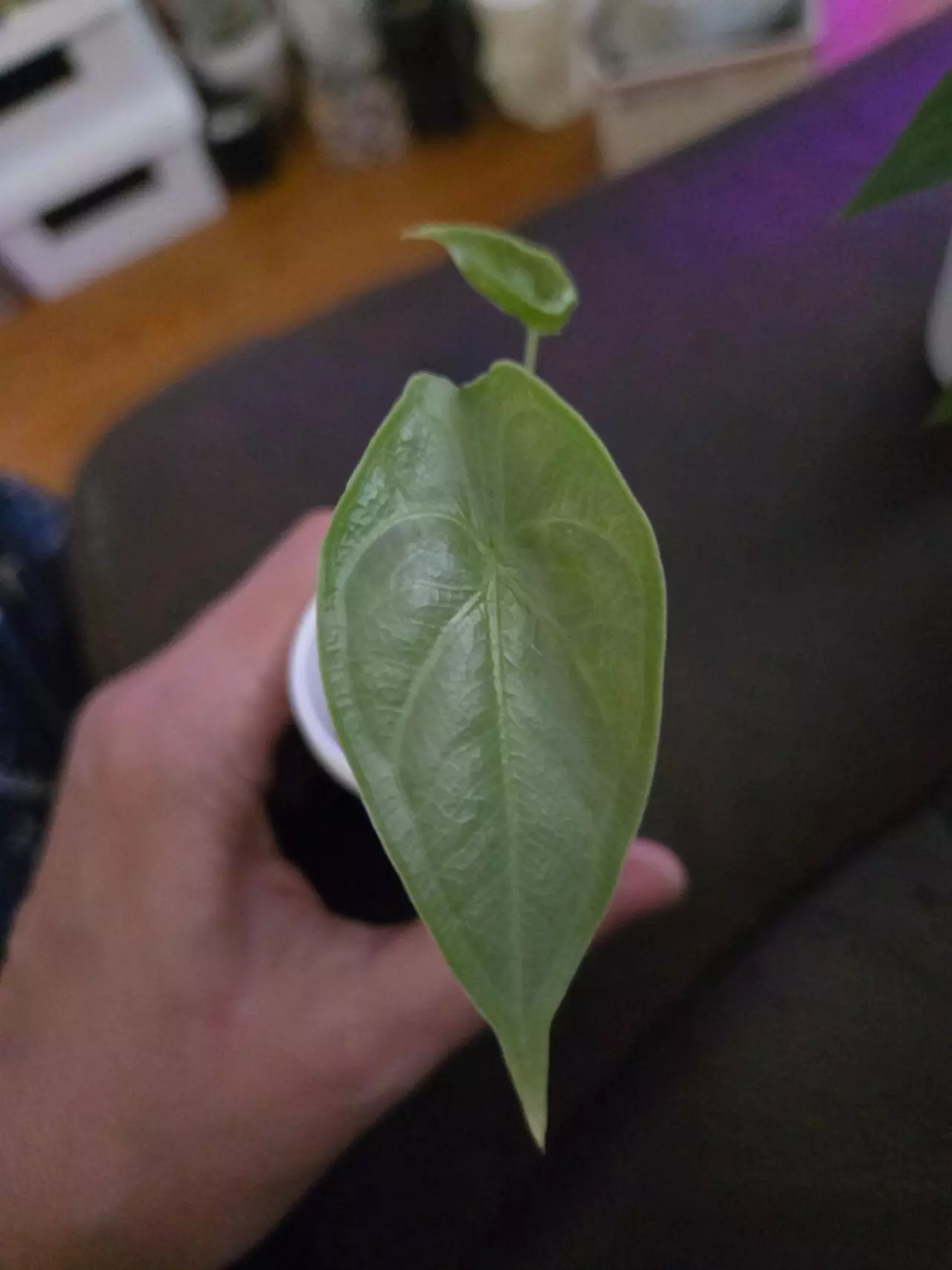 plant/Alocasia Puncak borneensis-0