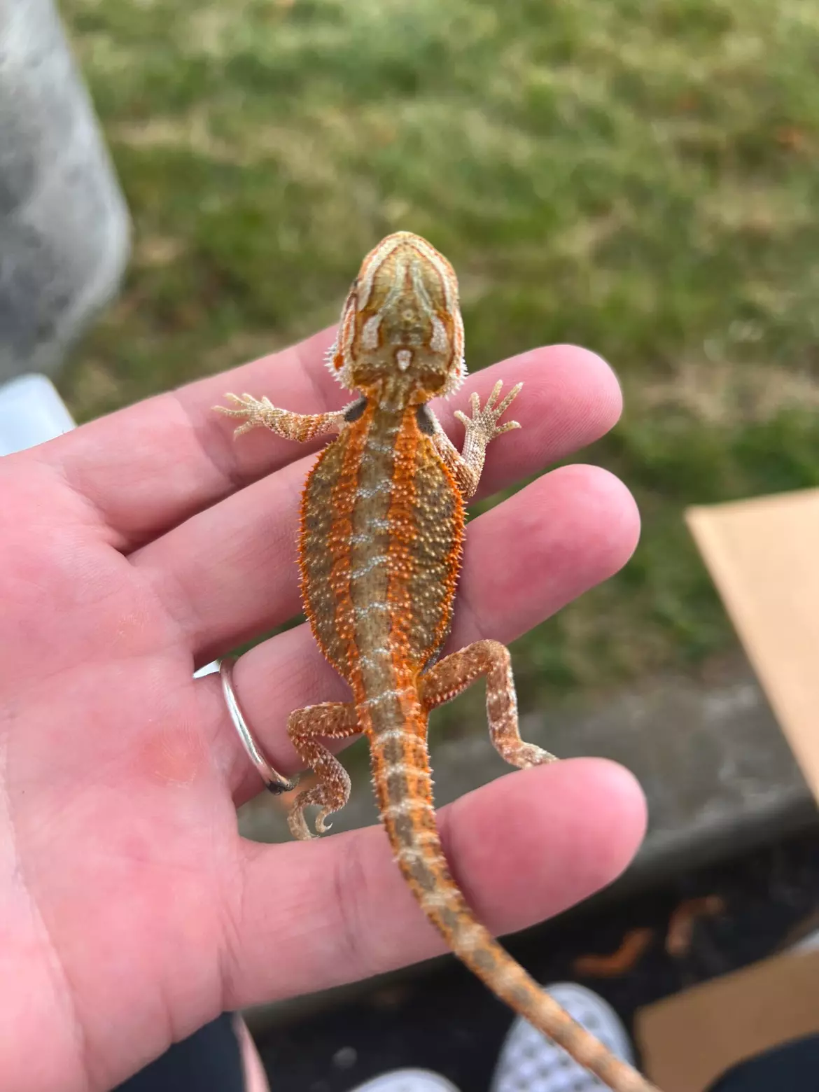 plant/Bearded Dragon (Dunner, Baby)-0