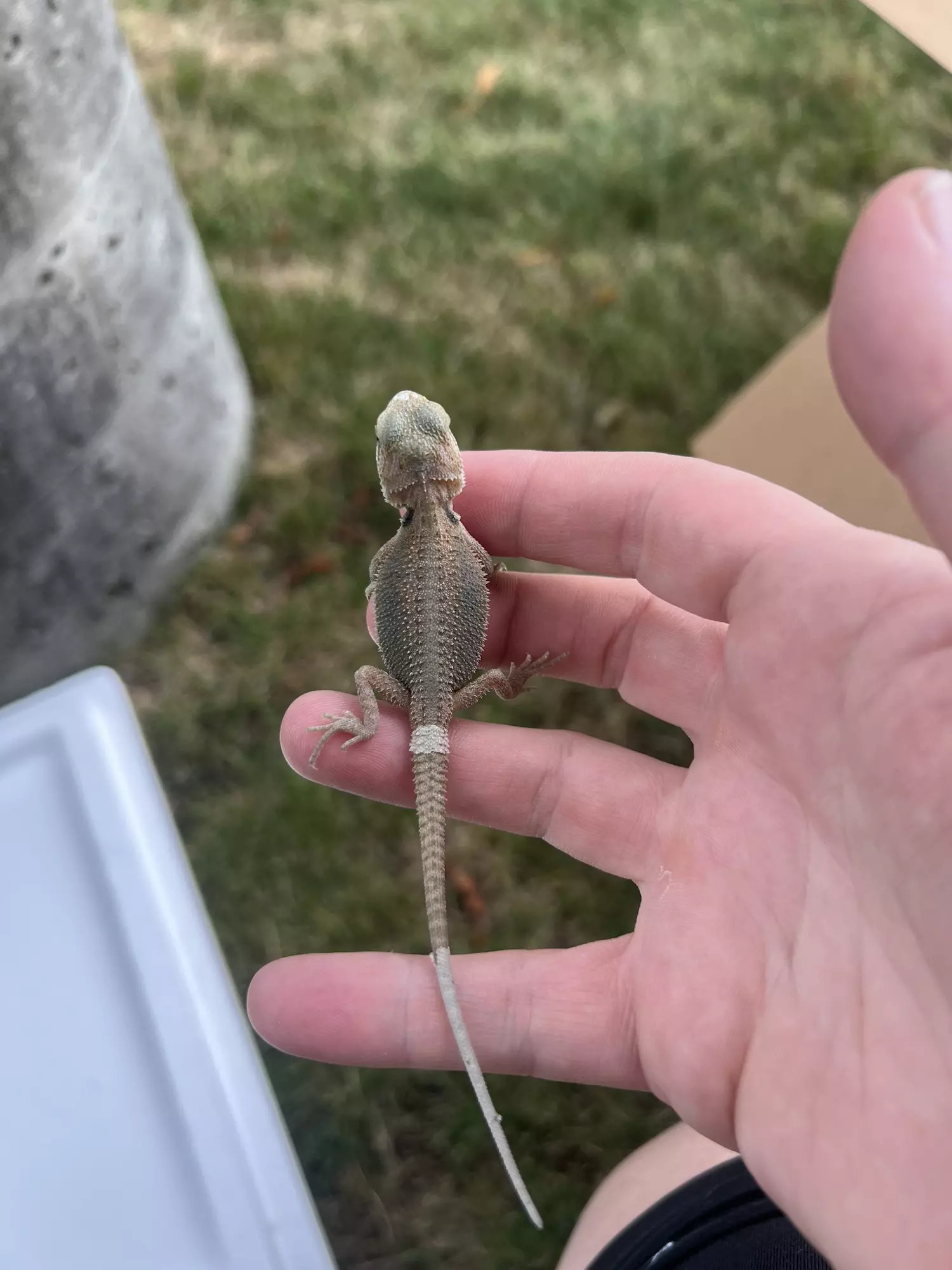 plant/Bearded Dragon (Trans, Hypo, Baby)-0