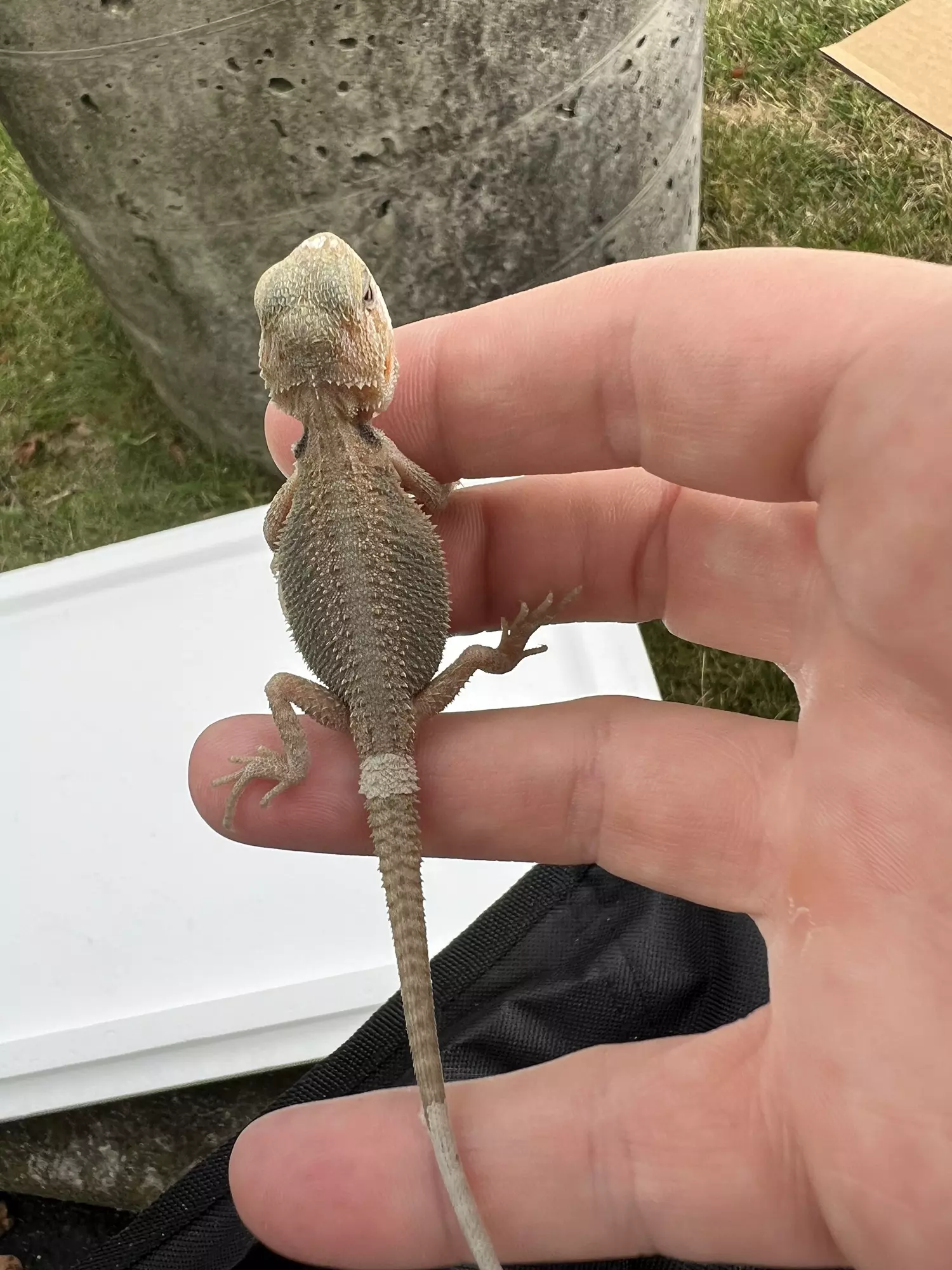 plant/Bearded Dragon (Trans, Hypo, Baby)-3