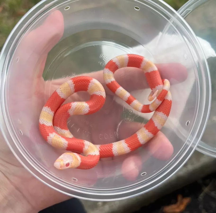 plant/Honduran Milk Snake (Albino)-0