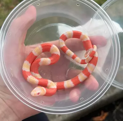 plant/Honduran Milk Snake (Albino)-0-thumbnail