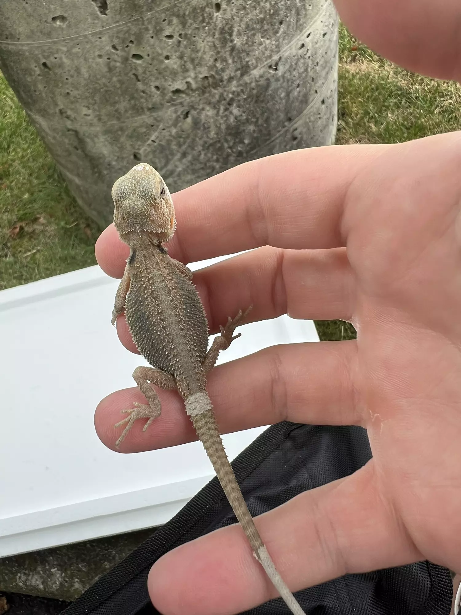 plant/Bearded Dragon (Trans, Hypo, Baby)-1