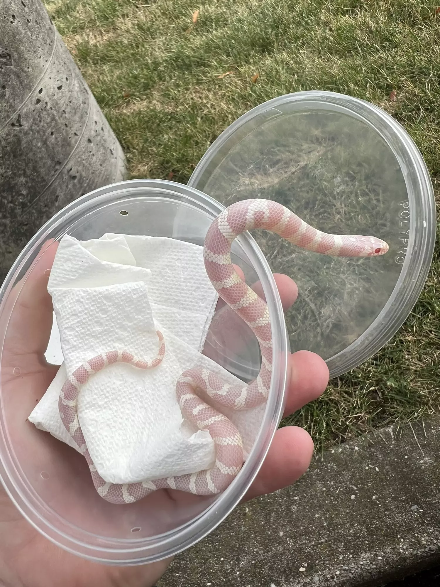 plant/California King Snake (Albino, Banded, T-Positive Lavender)-0