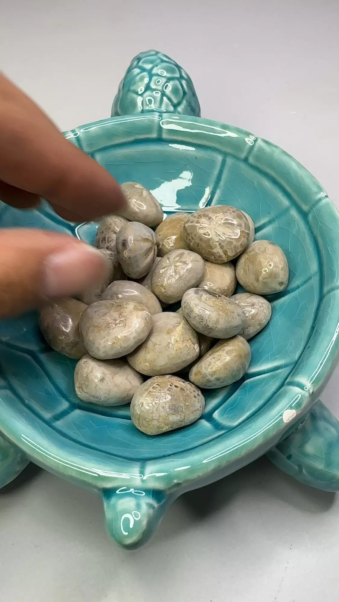 plant/One Sand dollar-0