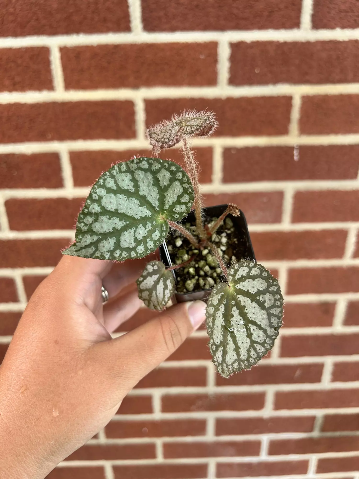 plant/Begonia ‘Confetti Yeti’-0