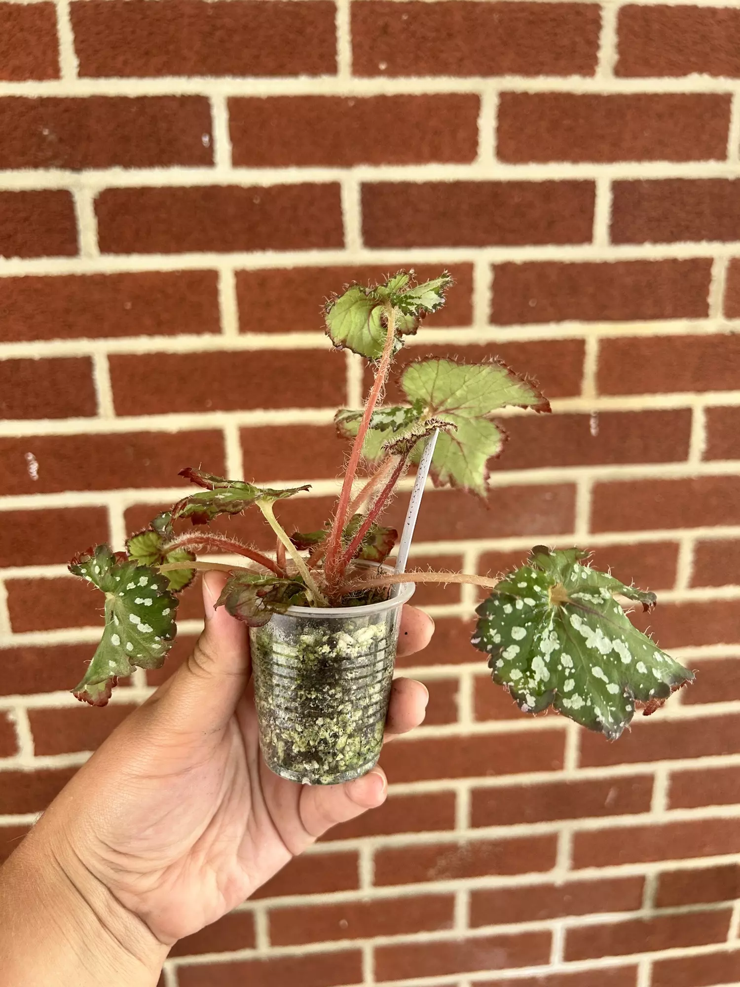 plant/Begonia ‘Curly Peppermint’-1