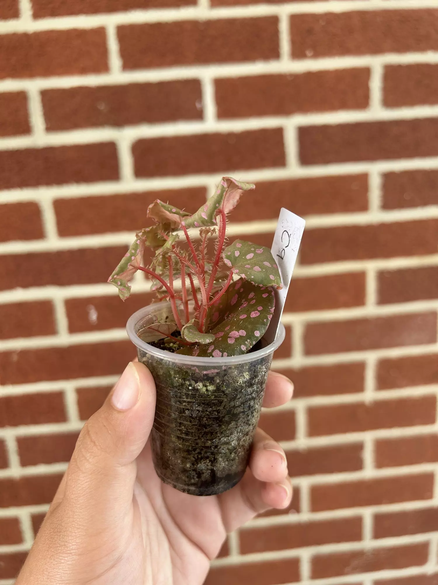 plant/Begonia Maura wahu aka u696-1