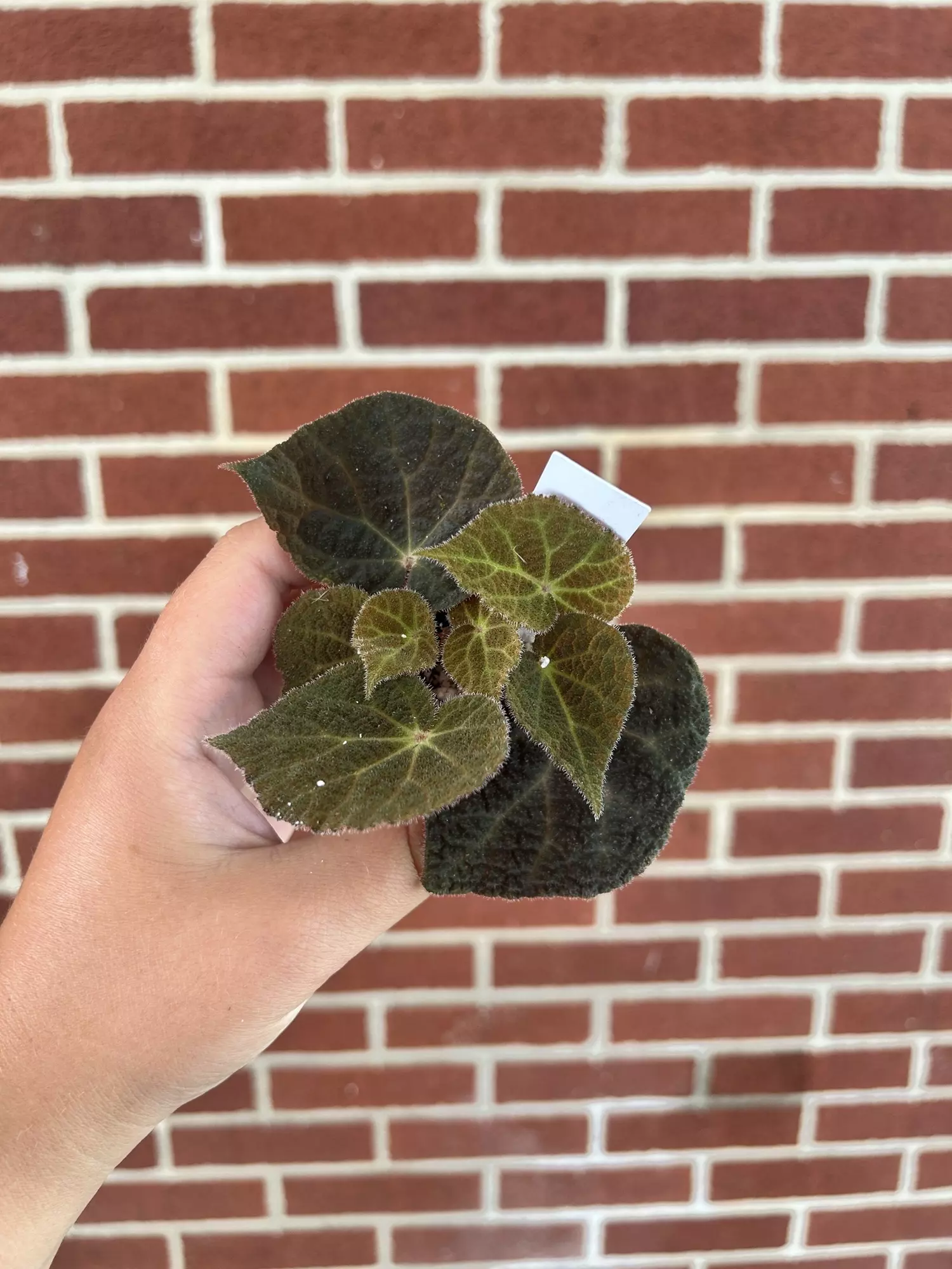 plant/Begonia ningmingensis dark form-0