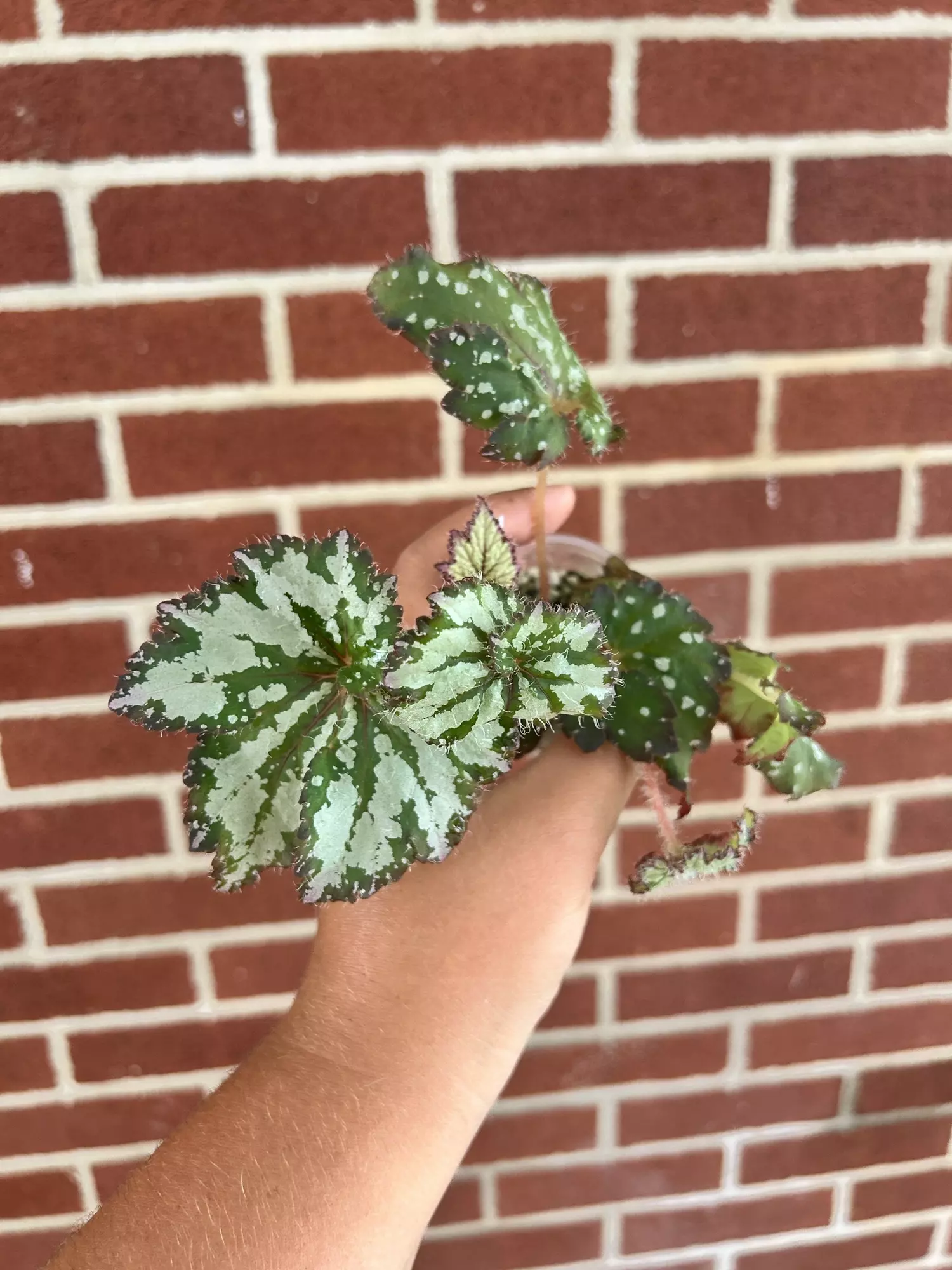 plant/Begonia ‘Curly Peppermint’-0