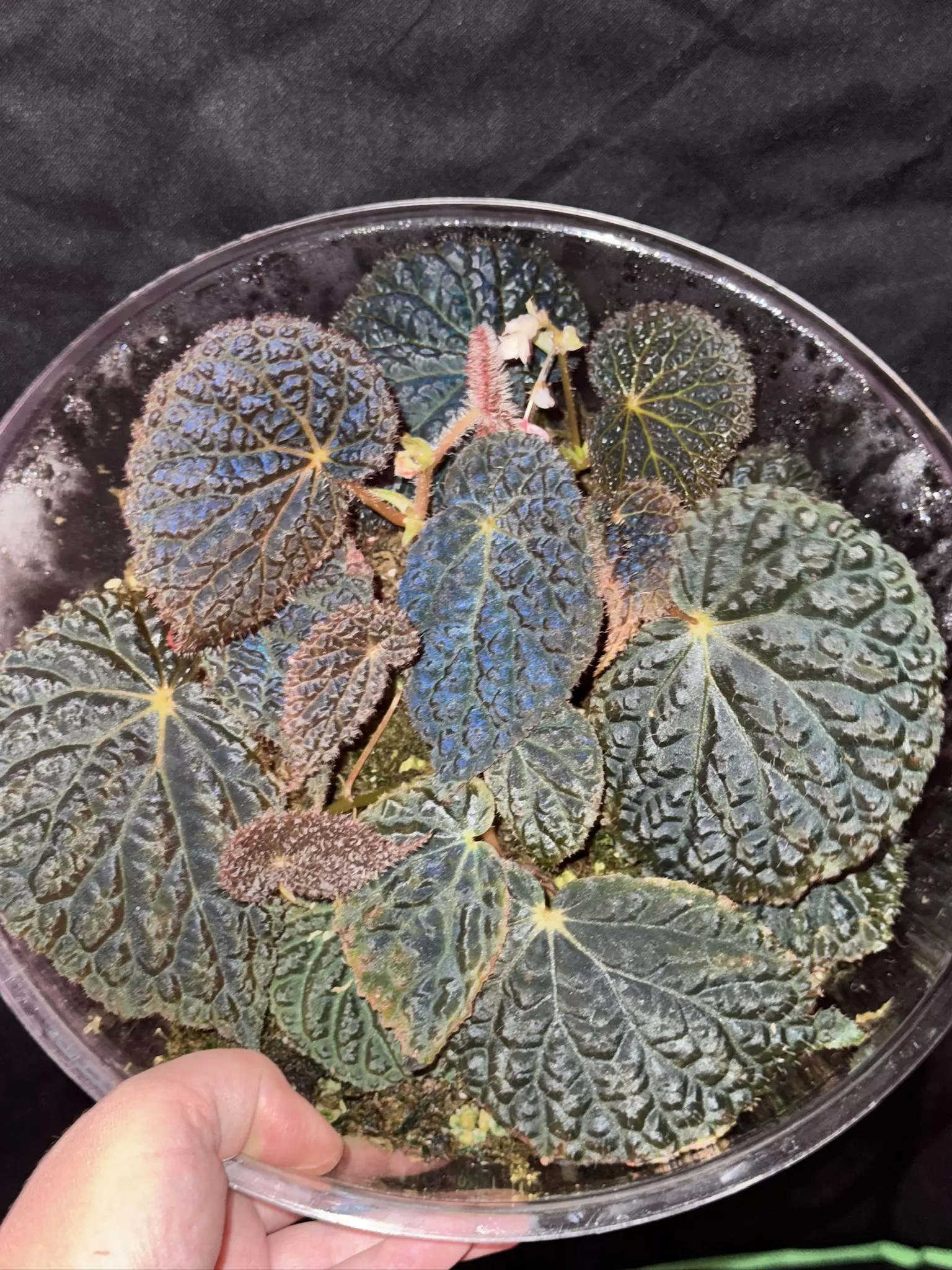 plant/Begonia ‘Ruby Dragon’-2