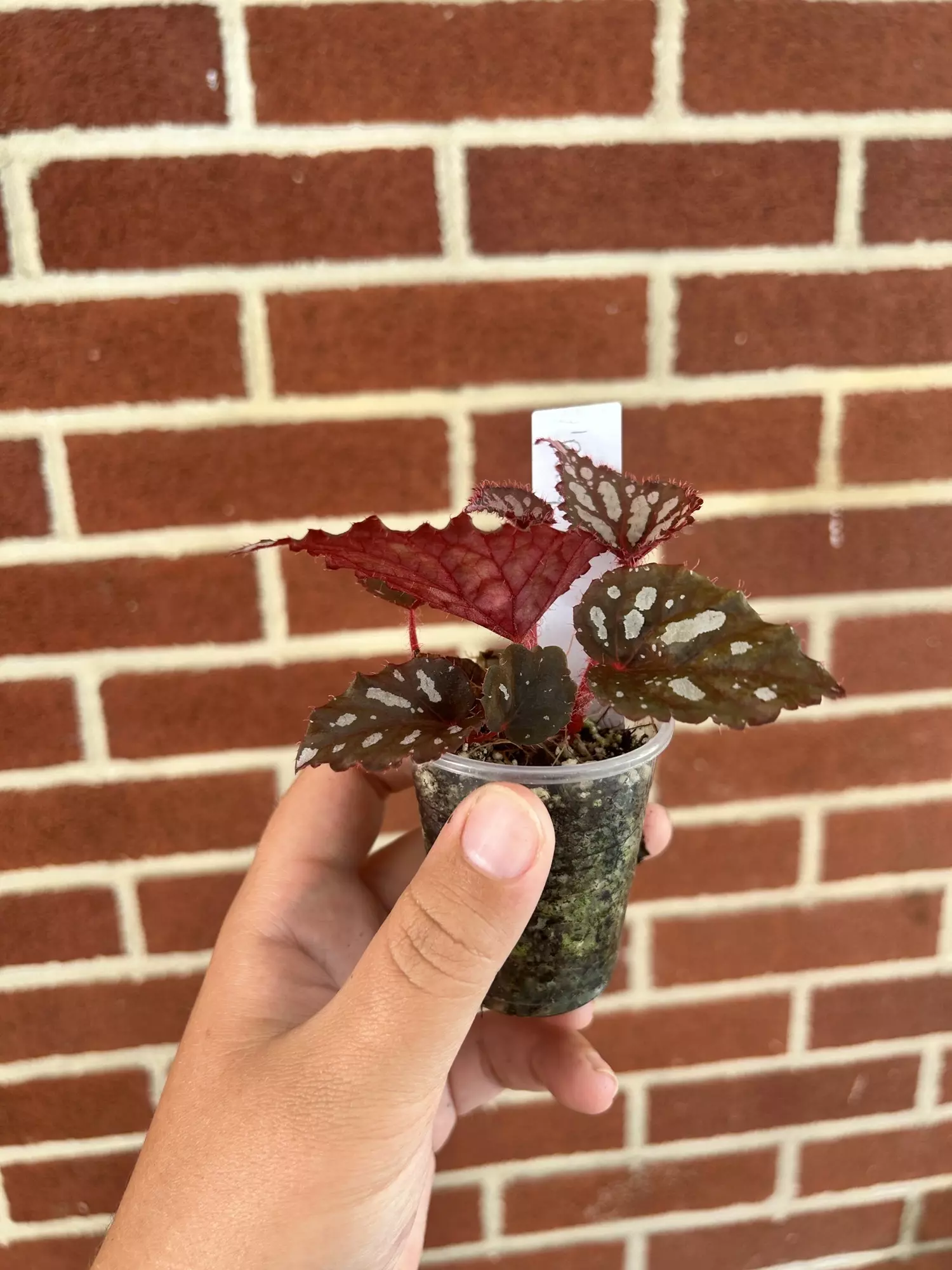 plant/Begonia ‘Betsy’-1